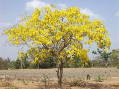 Cassia sieberiana